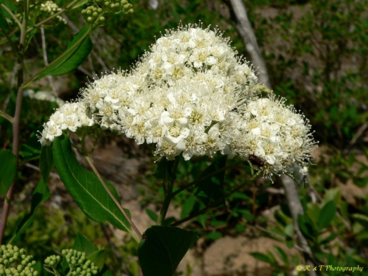 {Spiraea virginiana}